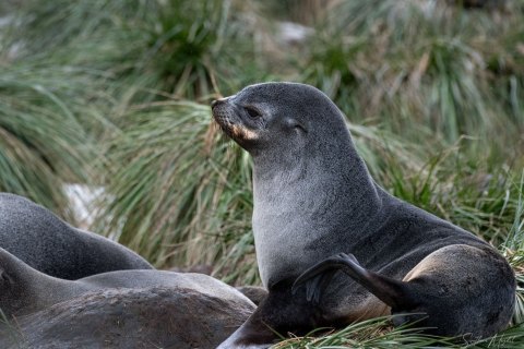 SG_SM08198 
South Georgia, UK Overseas Protectorate  
October 2023
Antarctic fur seal