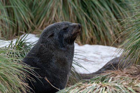SG_SM08207 
South Georgia, UK Overseas Protectorate  
October 2023
Antarctic fur seal