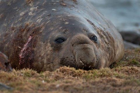 SG_SM08522 
South Georgia, UK Overseas Protectorate,  
October 2023
Southern elephant seal, beachmaster bull 