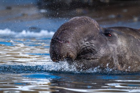 SG_SM08869 
South Georgia, UK Overseas Protectorate,  
October 2023
Southern elephant seal, beachmaster bull 