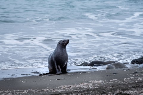 SG_SM09390 
South Georgia, UK Overseas Protectorate  
October 2023
Antarctic fur seal