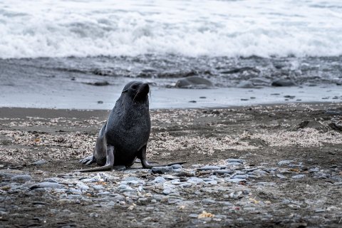 SG_SM09409 
South Georgia, UK Overseas Protectorate  
October 2023
Antarctic fur seal