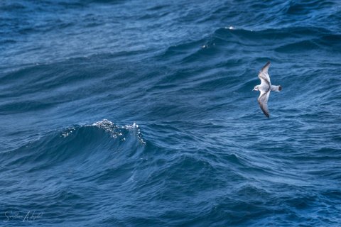 SG_SM05213 
South Georgia, South Atlantic Ocean
October 2023
Antarctic Cape Petrel 