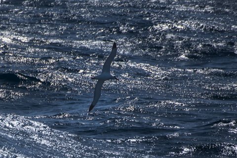 SG_SM05325 
South Georgia, South Atlantic Ocean
October 2023
Black Browed Albatross