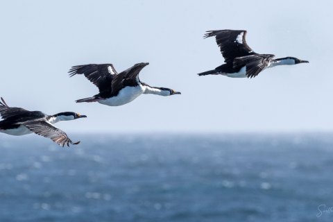 SG_SM05924 
South Georgia, South Atlantic Ocean
October 2023
Blue Eyed Cormorant