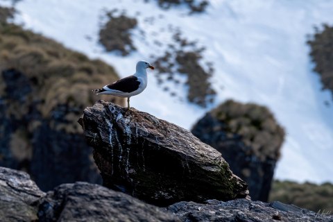 SG_SM08750 
South Georgia, South Atlantic Ocean
October 2023
Kelp Gull