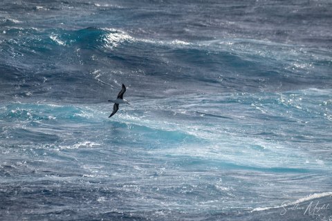 SG_SVM2580 
South Georgia, South Atlantic Ocean
October 2023
Black Browed Albatross