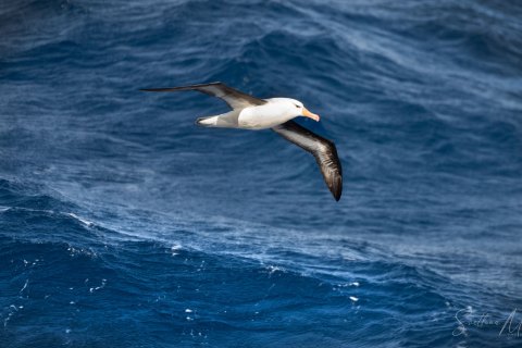 SG_SVM2694 
South Georgia, South Atlantic Ocean
October 2023
Black Browed Albatross