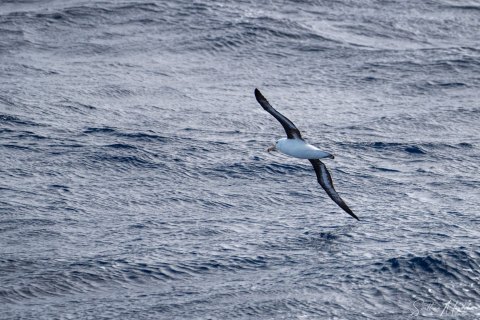 SG_SVM3100 
South Georgia, South Atlantic Ocean
October 2023
Black Browed Albatross