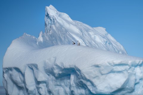 SG_SVM4176 
South Georgia, South Atlantic Ocean
October 2023
Black Faced Cormorants