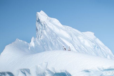 SG_SVM4179.2 
South Georgia, South Atlantic Ocean
October 2023
Black Faced Cormorants