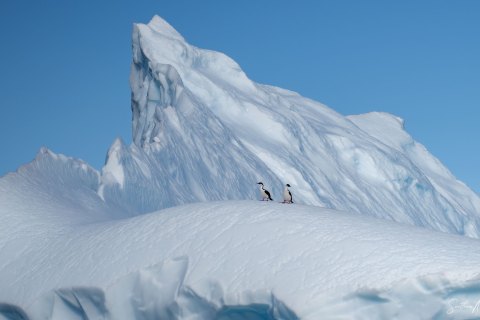 SG_SVM4179 
South Georgia, South Atlantic Ocean
October 2023
Black Faced Cormorants 