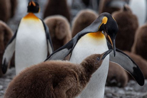 SG_SM00336 
South Georgia, UK Overseas Protectorate,  
October 2023
King Penguins colony, feeding chicks  in the nursery 