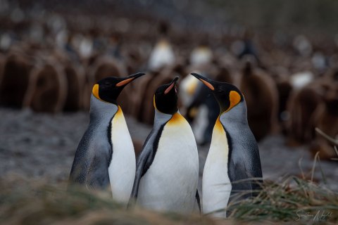 SG_SM00363 
South Georgia, UK Overseas Protectorate,  
October 2023
King Penguins colony,  nursery 