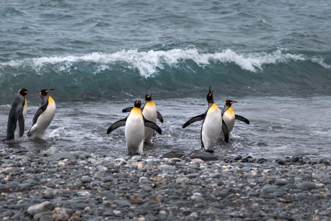 SG_SM00509 
South Georgia, UK Overseas Protectorate,  
October 2023
King Penguin colony
