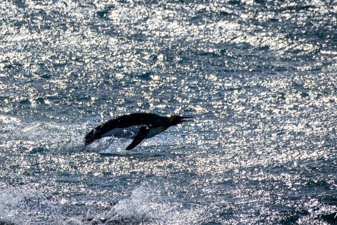SG_SM00777 
South Georgia, UK Overseas Protectorate,  
October 2023
King Penguin 