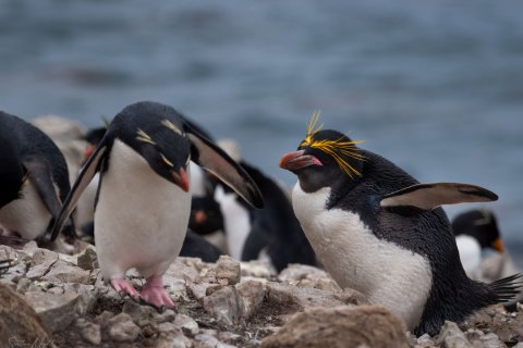 SG_SM04843 
Falkland Island,
October 2023
Southern Rockhopper and Macaronis Penguins  