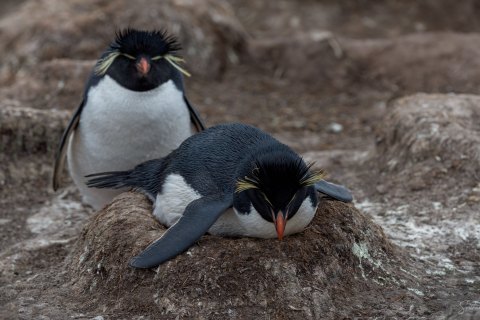 SG_SM05232_05233.P 
Falkland Island,
October 2023
Southern Rockhopper Penguin