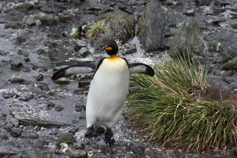 SG_SM06020 
South Georgia, UK Overseas Protectorate,  
October 2023
King Penguin