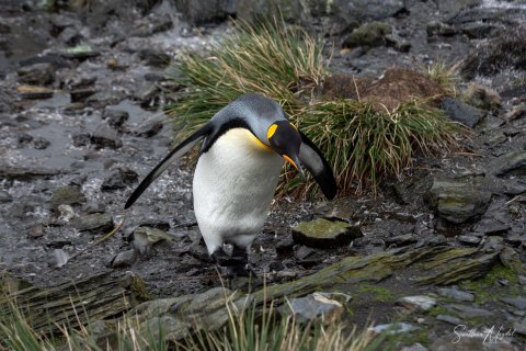 SG_SM06026 
South Georgia, UK Overseas Protectorate,  
October 2023
King Penguin