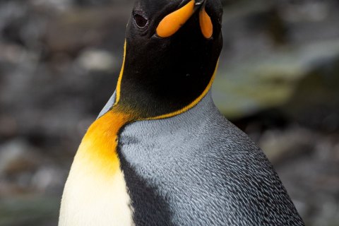 SG_SM06059 
South Georgia, UK Overseas Protectorate,  
October 2023
King Penguin
