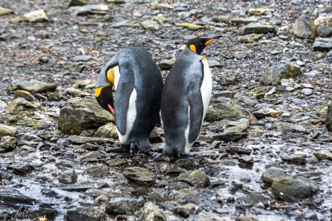 SG_SM06081 
South Georgia, UK Overseas Protectorate,  
October 2023
King Penguins