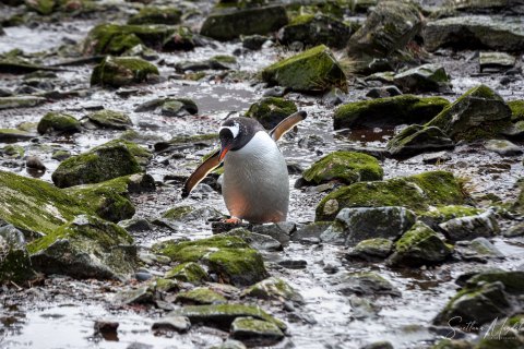 SG_SM06873 
South Georgia, UK Overseas Protectorate,  
October 2023
Gentoo Penguin