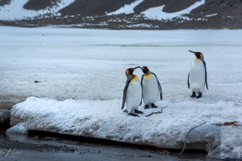 SG_SM07105 
South Georgia, UK Overseas Protectorate,  
October 2023
King Penguins colony