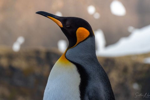 SG_SM07149 
South Georgia, UK Overseas Protectorate,  
October 2023
King Penguin