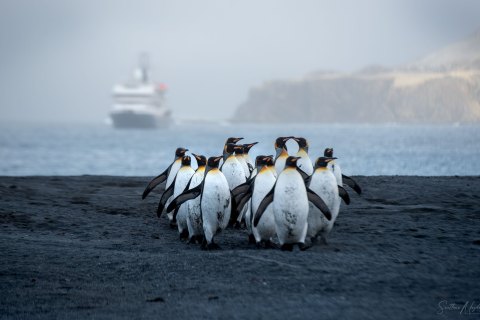 SG_SM07363 
South Georgia, UK Overseas Protectorate,  
October 2023
King Penguins colony