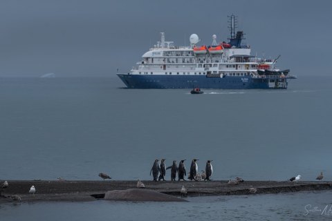 SG_SM08339 
South Georgia, UK Overseas Protectorate,  
October 2023
King Penguins colony