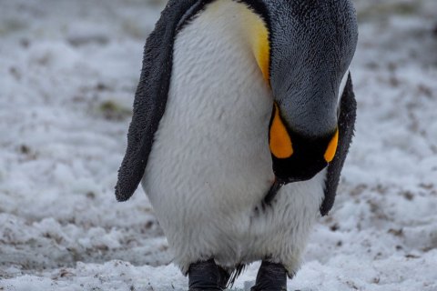 SG_SM08412 
South Georgia, UK Overseas Protectorate,  
October 2023
King Penguin
