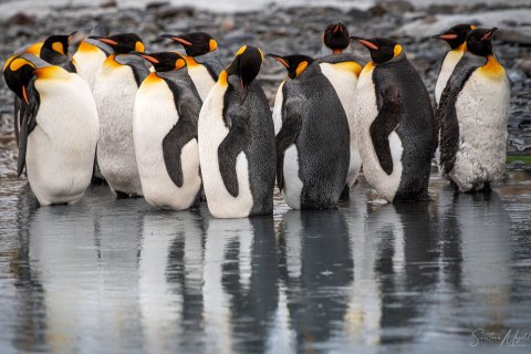 SG_SM08494 
South Georgia, UK Overseas Protectorate,  
October 2023
King Penguins colony
