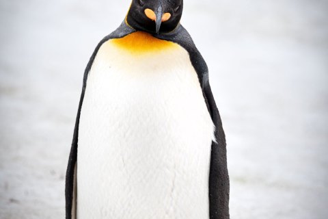 SG_SM08517 
South Georgia, UK Overseas Protectorate,  
October 2023
King Penguins  