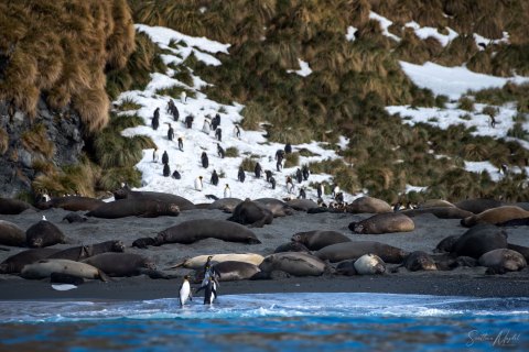 SG_SM08919 
South Georgia, UK Overseas Protectorate,  
October 2023
King Penguins