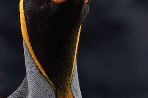 SG_SM09443 
South Georgia, UK Overseas Protectorate,  
October 2023
King Penguin