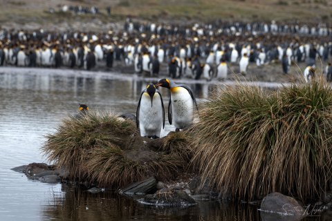 SG_SM09514 
South Georgia, UK Overseas Protectorate,  
October 2023
King Penguins colony