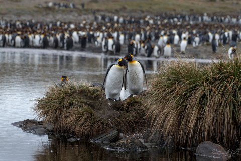 SG_SM09515 
South Georgia, UK Overseas Protectorate,  
October 2023
King Penguins colony