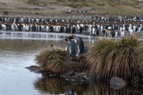 SG_SM09525 
South Georgia, UK Overseas Protectorate,  
October 2023
King Penguins colony