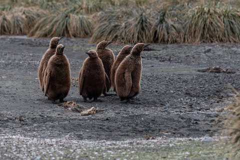 SG_SM09588 
Protectorate,  
October 2023
King Penguins colony,   chicks  in the nursery 