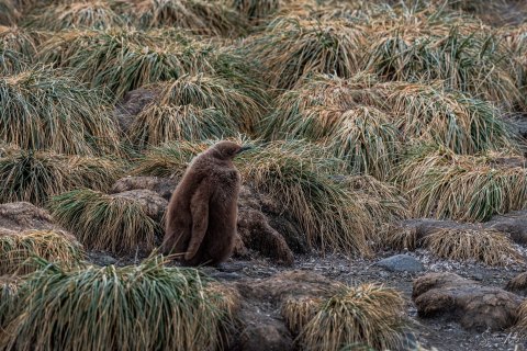 SG_SM09763 
South Georgia, UK Overseas Protectorate,  
October 2023
King Penguins colony, finding and feeding chicks  in the nursery 