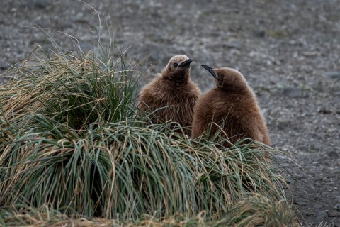 SG_SM09807 
South Georgia, UK Overseas Protectorate,  
October 2023
King Penguins colony,  chicks  in the nursery 