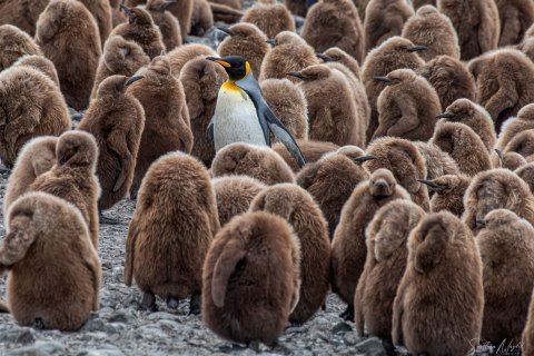 SG_SM09883 
South Georgia, UK Overseas Protectorate,  
October 2023
King Penguins colony, finding and feeding chicks  in the nursery 