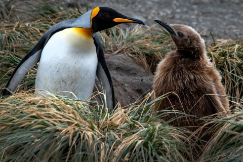 SG_SM09897 
South Georgia, UK Overseas Protectorate,  
October 2023
King Penguins colony, finding and feeding chicks  in the nursery 