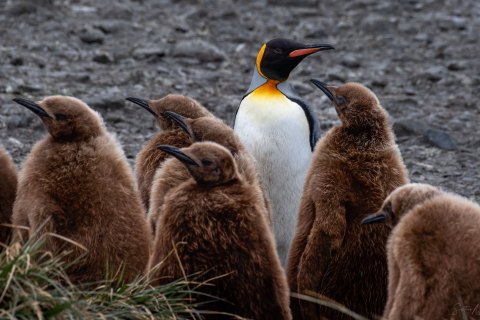 SG_SM09915 
South Georgia, UK Overseas Protectorate,  
October 2023
King Penguins colony, finding and feeding chicks  in the nursery 