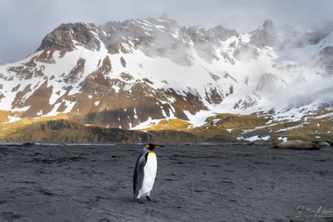 SG_SVM3255 
South Georgia, UK Overseas Protectorate,  
October 2023
King Penguin 