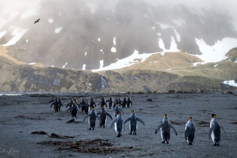 SG_SVM3336 
South Georgia, UK Overseas Protectorate,  
October 2023
King Penguins colony