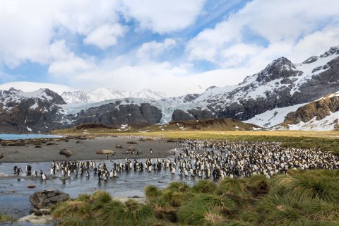 SG_SVM3497-3497 
South Georgia, UK Overseas Protectorate,  
October 2023
King Penguin colony 