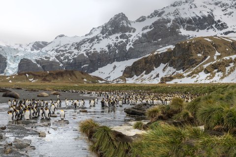 SG_SVM3534-3539 
South Georgia, UK Overseas Protectorate,  
October 2023
King Penguin  colony
