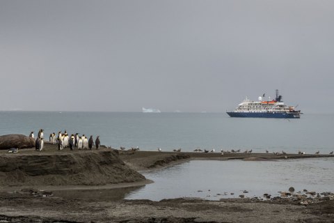 SG_SVM3549 
South Georgia, UK Overseas Protectorate,  
October 2023
King Penguin colony